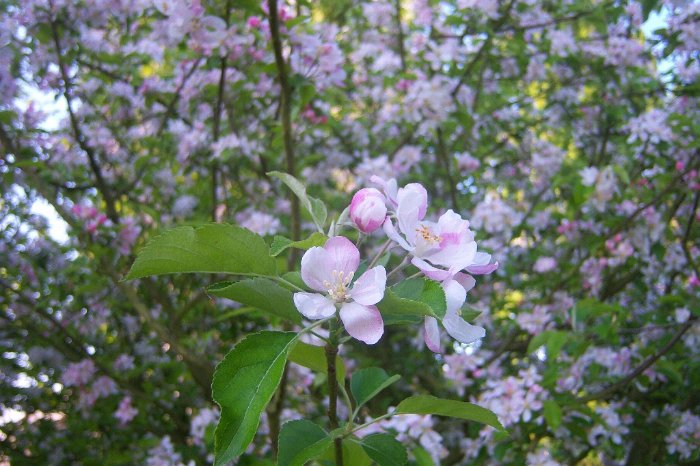 Malus domestica